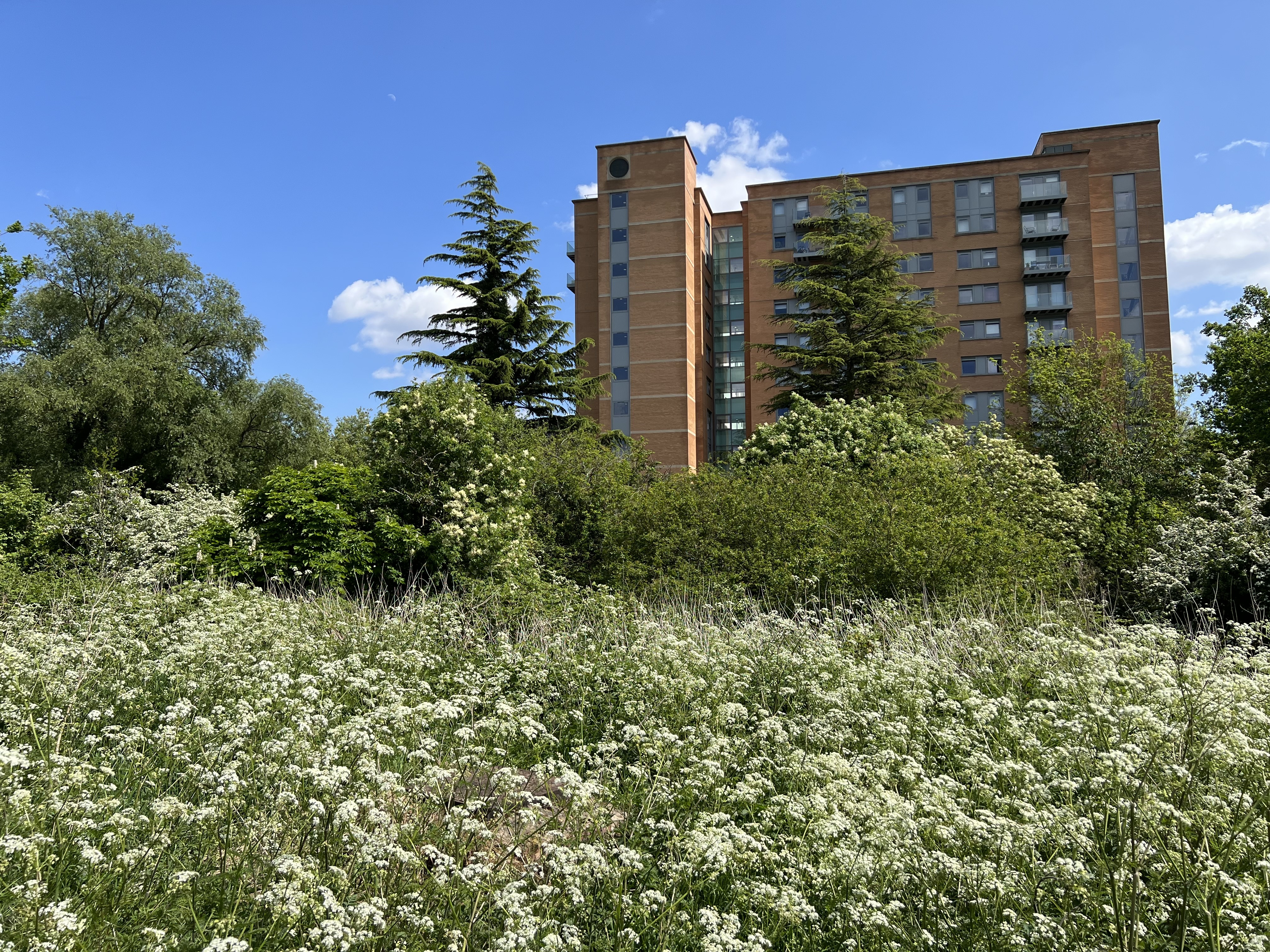 Stop towers destroying woodland on Grove Farm, Ealing