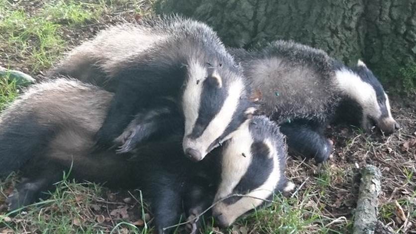 Join the badger crowd; help stop unlawful culling (Part 2).